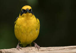 Baglafecht Weaver