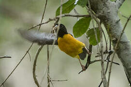 Dark-backed Weaver