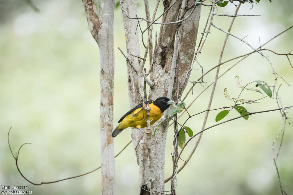 Dark-backed Weaveradult, habitat, pigmentation