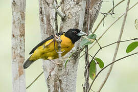 Dark-backed Weaver