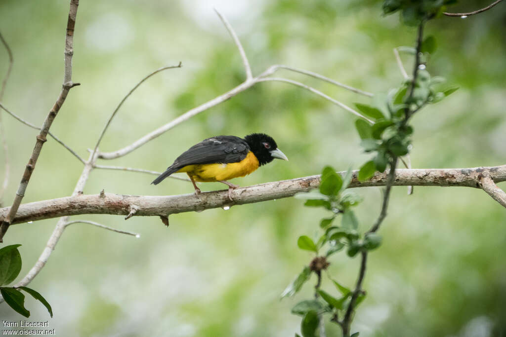 Tisserin bicoloreadulte, identification