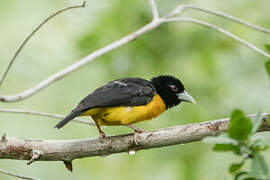 Dark-backed Weaver