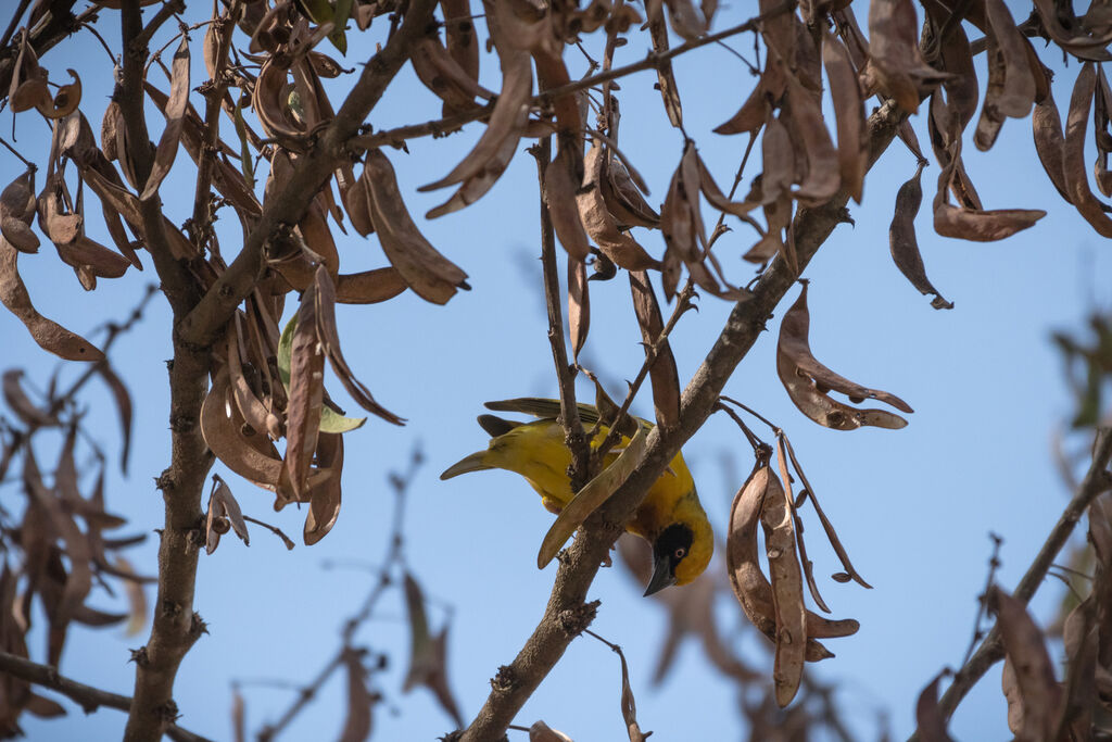 Speke's Weaver