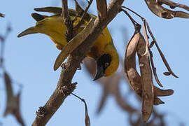 Speke's Weaver