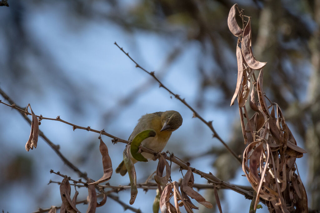 Speke's Weaverjuvenile