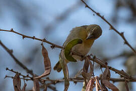 Speke's Weaver