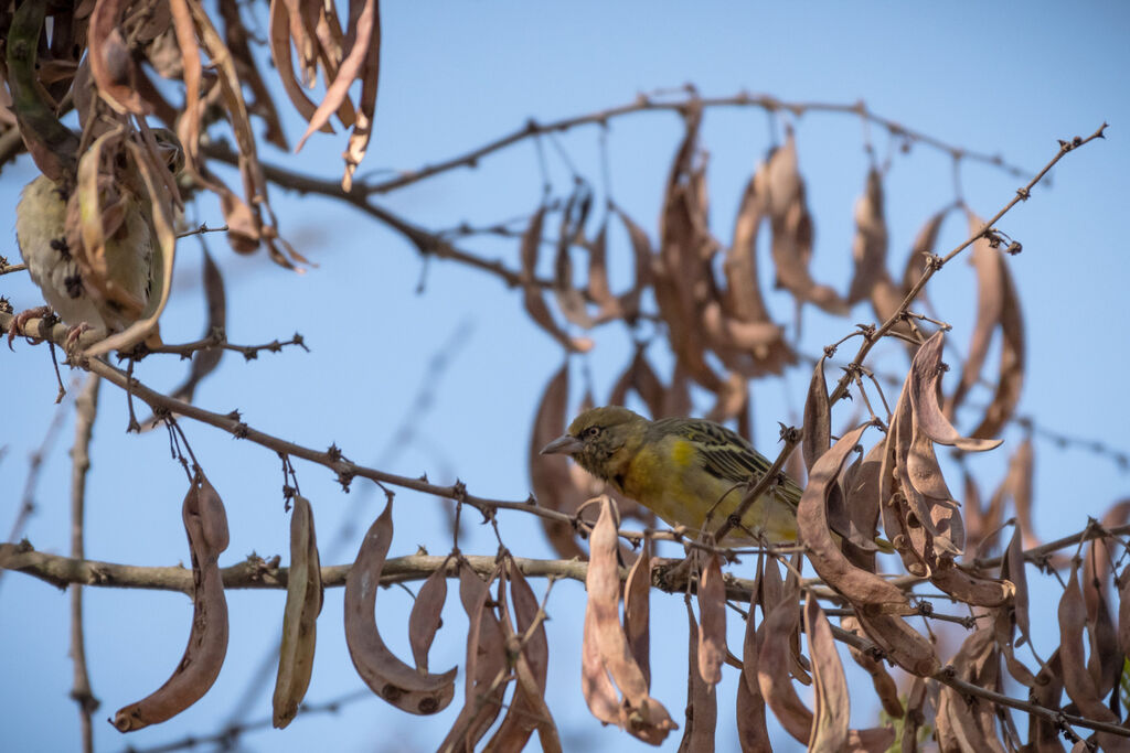 Speke's Weaver