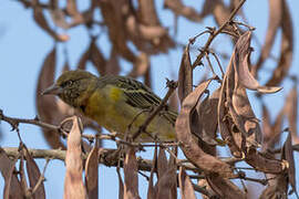 Speke's Weaver