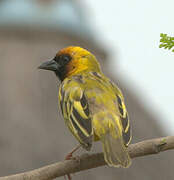 Northern Masked Weaver