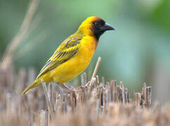 Northern Masked Weaver