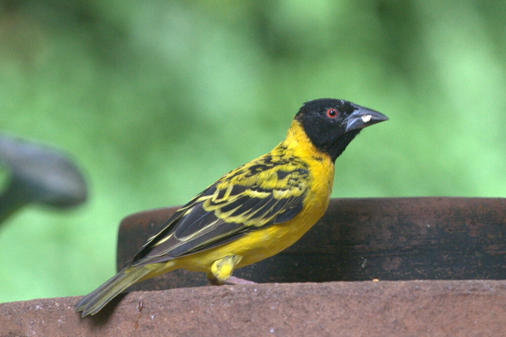 Tisserin gendarme