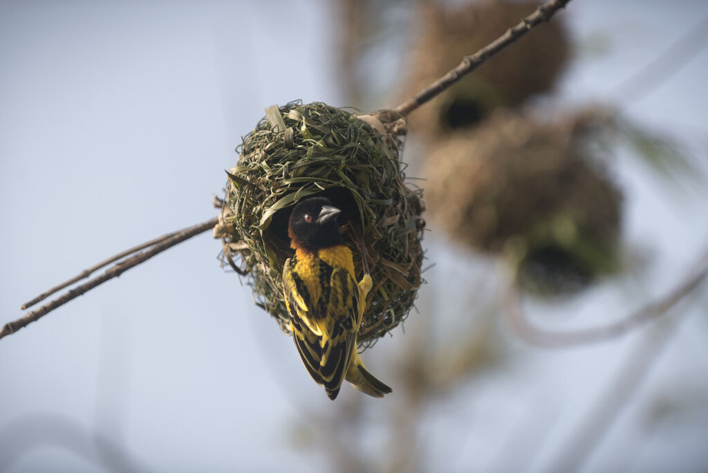 Village Weaver