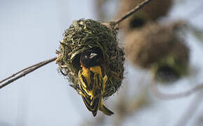 Village Weaver