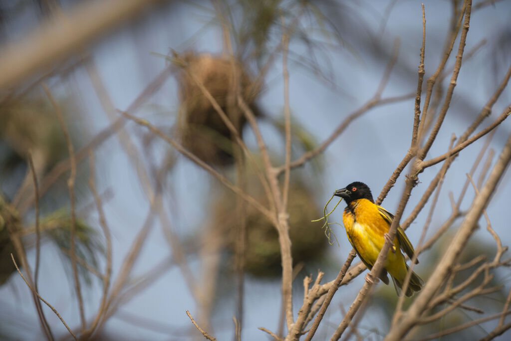 Village Weaver