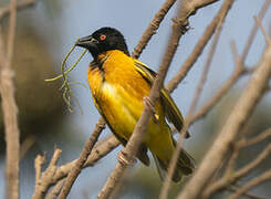 Village Weaver