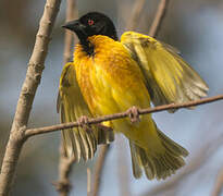 Village Weaver