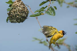 Village Weaver