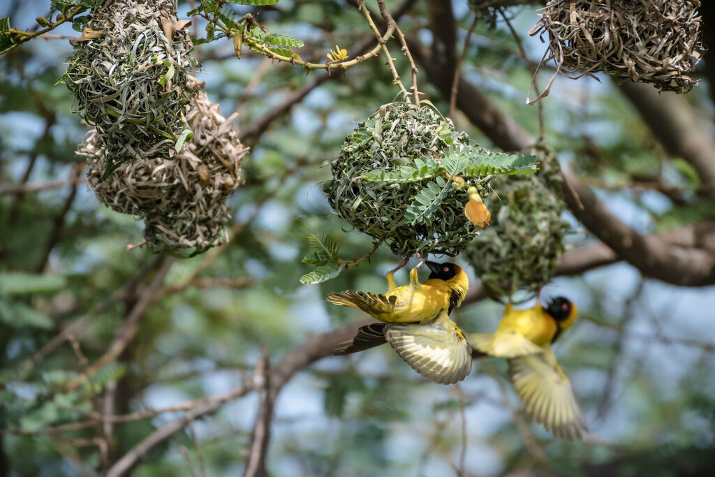 Village Weaver