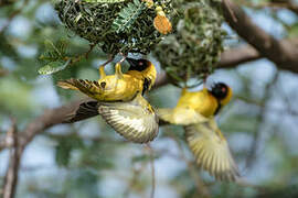 Village Weaver