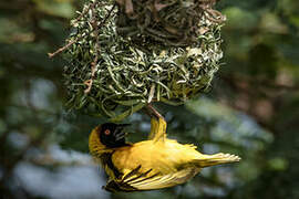 Village Weaver