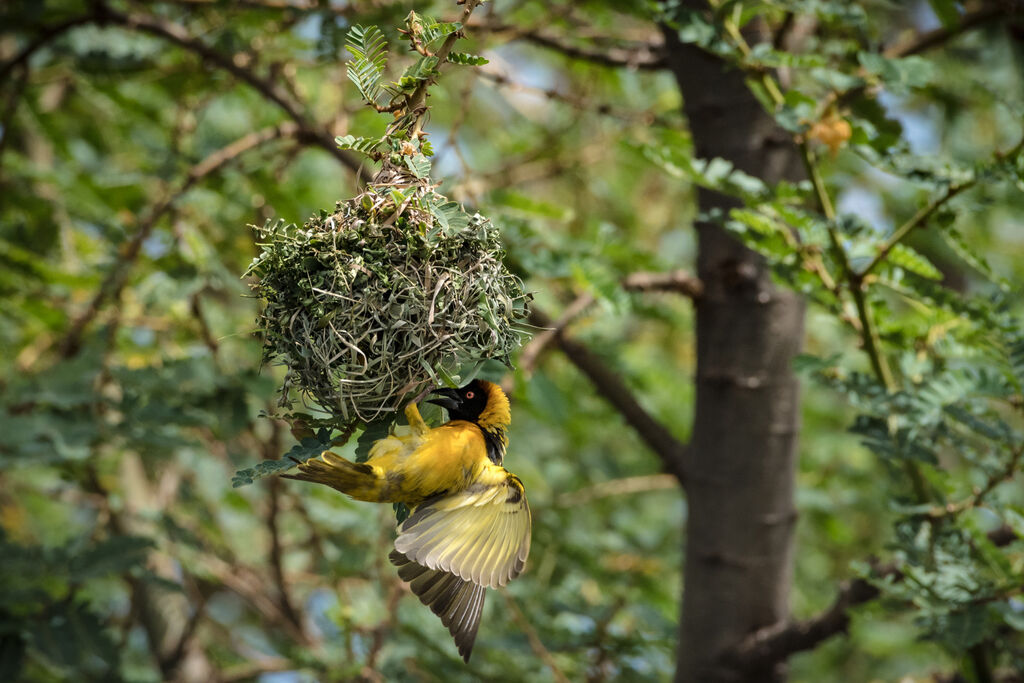 Village Weaver