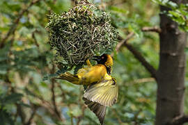 Village Weaver