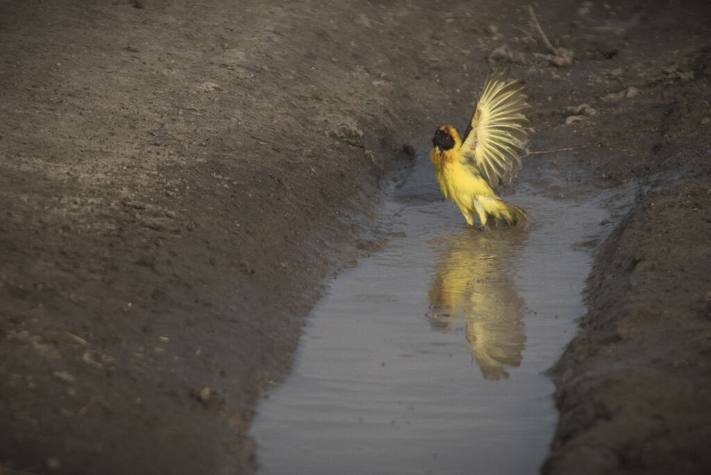 Vitelline Masked Weaver