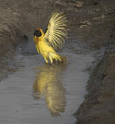 Vitelline Masked Weaver