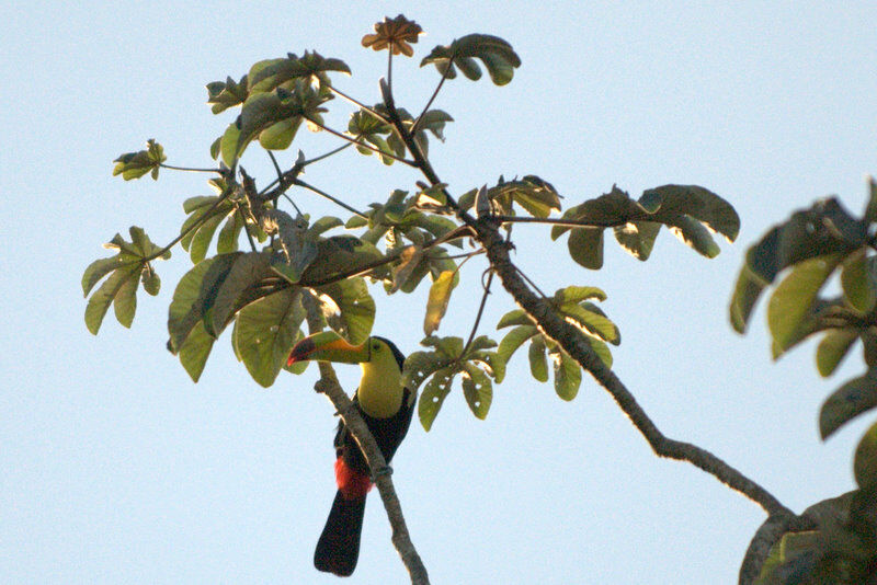 Toucan à carène