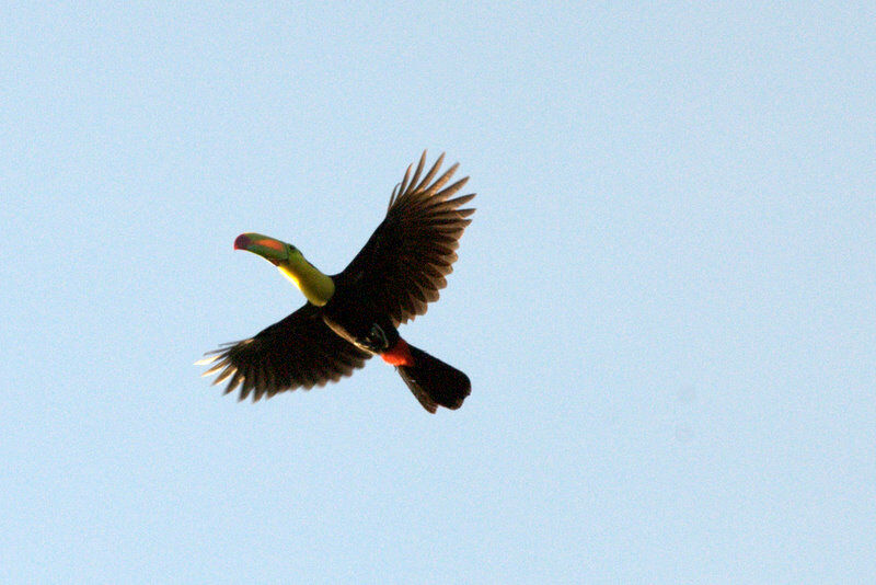 Keel-billed Toucan, Flight