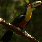 Toucan à ventre rouge