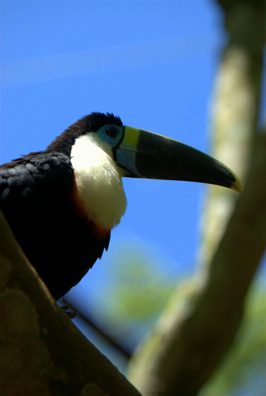 Toucan de Cuvier