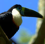 White-throated Toucan (cuvieri)