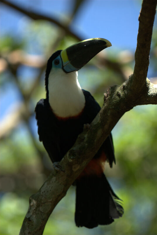 White-throated Toucan (cuvieri)