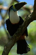 White-throated Toucan (cuvieri)