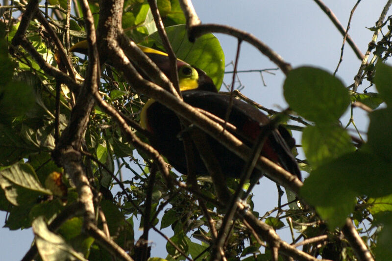 Yellow-throated Toucan (swainsonii)