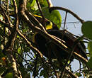 Toucan de Swainson