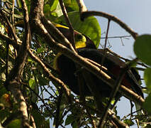 Yellow-throated Toucan (swainsonii)