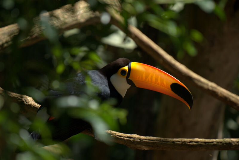 Toco Toucan