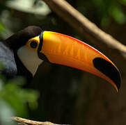 Toucan toco