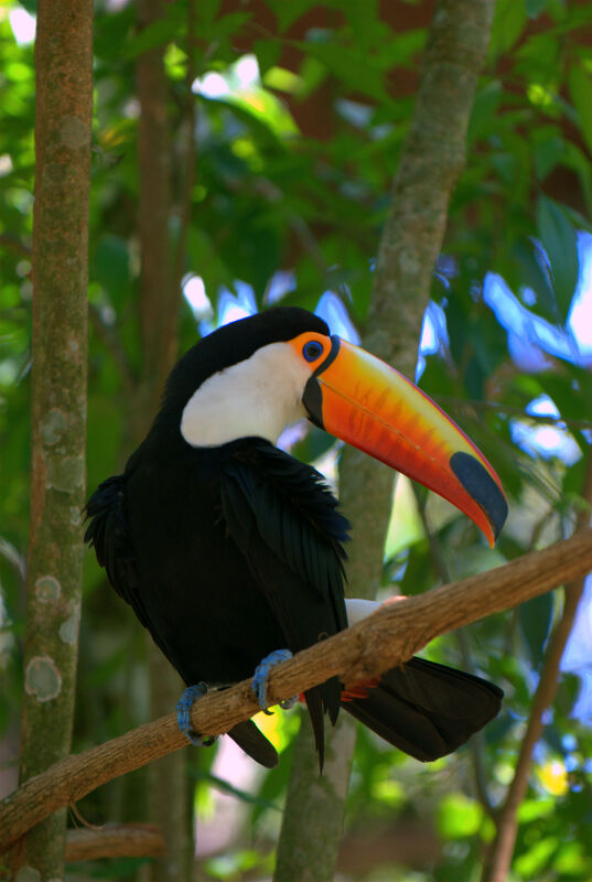 Toucan toco