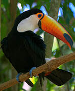 Toco Toucan