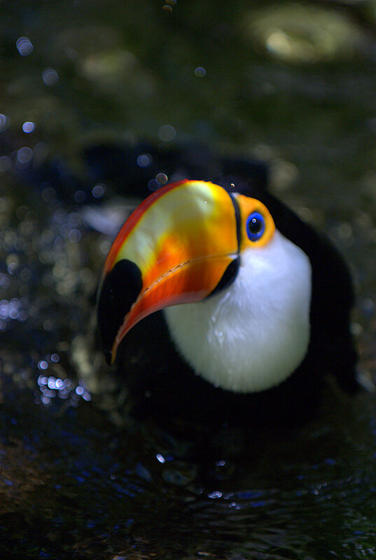 Toco Toucan