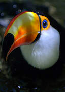 Toco Toucan