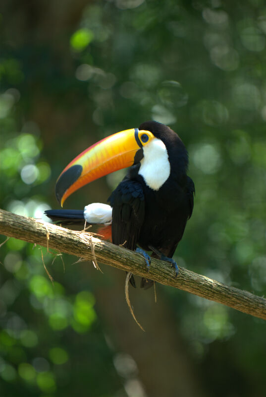 Toco Toucan