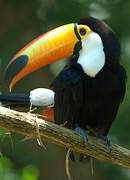 Toucan toco