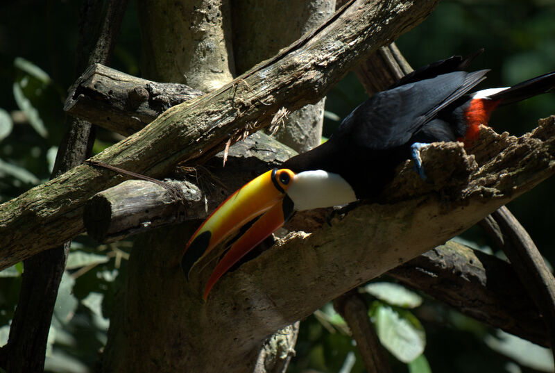 Toucan toco