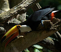 Toco Toucan