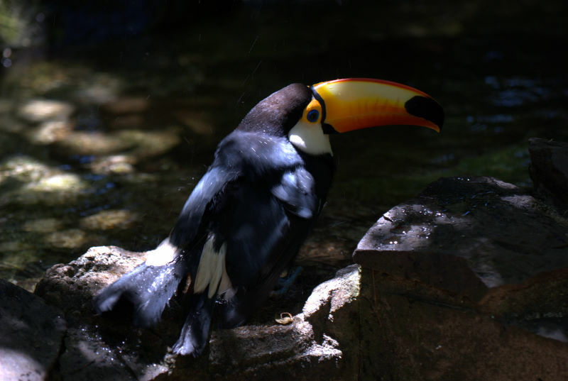 Toucan toco