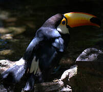 Toco Toucan